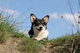 CORGI PEMBROKE 364